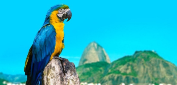International Scholarships to Study in Latin America main image